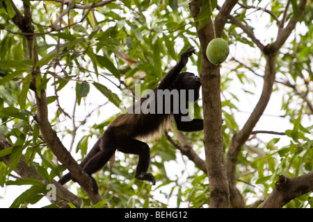 Golden-Jaguaren Brüllaffen (Alouatta Palliata) auf Nahrungssuche in Playas del Coco, Costa Rica. Stockfoto