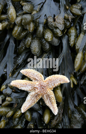 Gemeinsamen Seesterne Asterias Rubens auf A Spiral Wrack Fucus Spiralis bedeckte Felsen in New Brighton, The Wirral, Merseyside, Großbritannien Stockfoto