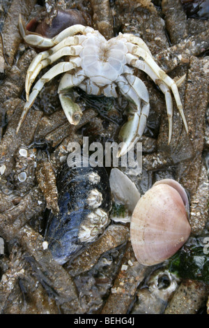Baltischen Tellin, gemeinsame Muschel & Überreste einer gemeinsamen Ufer Krabbe auf Sandmason Wurm Röhren in New Brighton, Wirral, UK Stockfoto