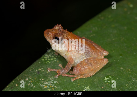 Braune Bush Frosch, Sabah, Borneo Stockfoto