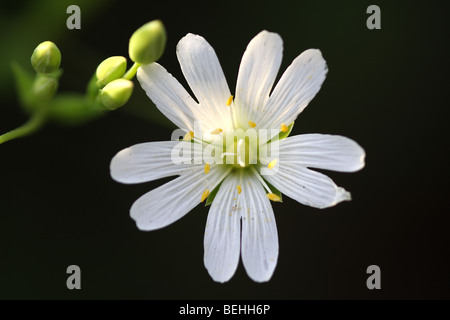 Addersmeat / größere Stitchwort (Stellaria Holostea) in Blüte im Frühjahr Stockfoto