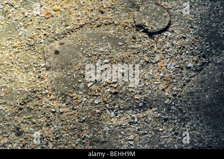 Scholle (Pleuronectes Platessa) getarnt auf sandigen Meeresgrund Stockfoto