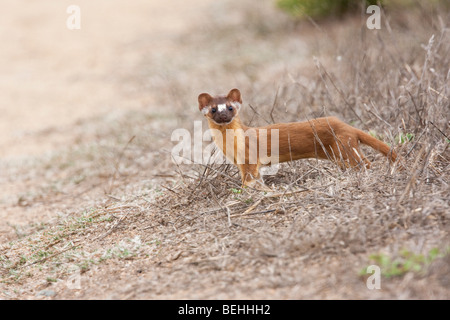 Long-tailed Weasel (Mustela Frenata), Abbotts Lagune, Point Reyes National Seashore, California, USA Stockfoto