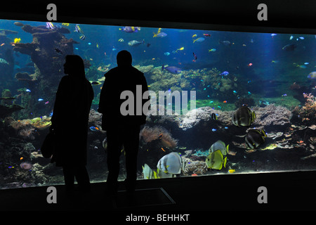 Touristen auf der Suche auf das Nausicaä Sea Aquarium mit tropischen Fischen, Boulogne-sur-Mer, Pas-de-Calais, Frankreich Stockfoto