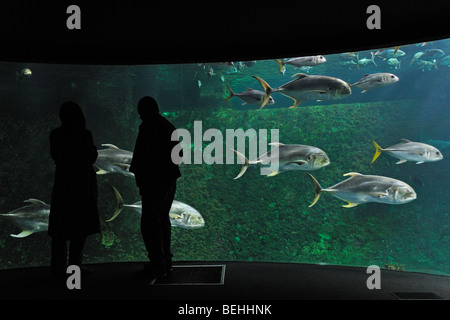 Touristen auf der Suche auf das Nausicaä Sea Aquarium mit tropischen Fischen, Boulogne-sur-Mer, Pas-de-Calais, Frankreich Stockfoto