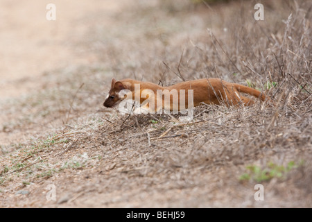 Long-tailed Weasel (Mustela Frenata), Abbotts Lagune, Point Reyes National Seashore, California, USA Stockfoto