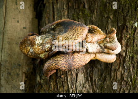 Regal Pilz wächst auf einem toten Baum Stamm, Schweden Stockfoto