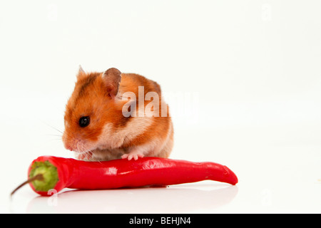 Ausschnitt einer neugierig Hamster und lange heiße rote Paprika auf weißem Hintergrund Stockfoto