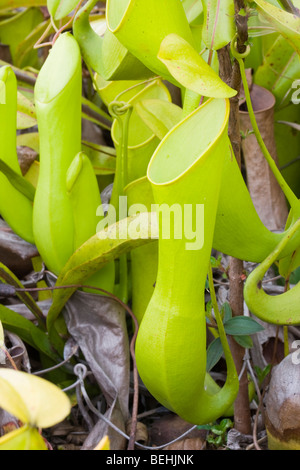 Kannenpflanze, Sabah, Borneo Stockfoto