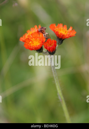 Orange Habichtskraut, Habichtskräuter Aurantiacum (Gruppe Aurantiacum) Asteraceae Aka Fox-und-jungen, Tawny Habichtskraut, Devil's Paintbrush Stockfoto