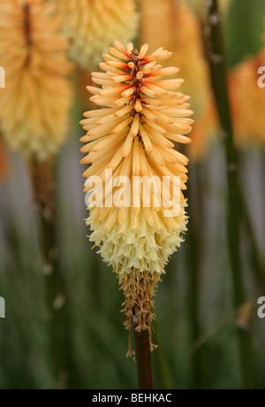 Red Hot Poker oder Torch Lily, Kniphofia Hybrid, Tawny King, Asphodelaceae. Südafrika Stockfoto