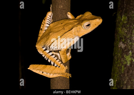 Datei-Schmuckschildkröte Treefrog, Polypedates Otilophis, Danum Valley, Borneo Stockfoto