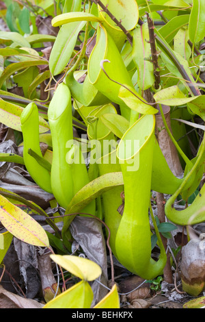 Kannenpflanze, Sabah, Borneo Stockfoto