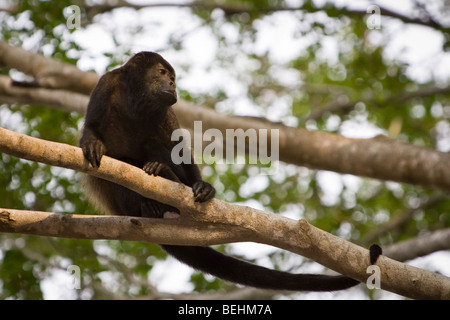 Golden-Jaguaren Brüllaffen (Alouatta Palliata) auf Nahrungssuche in Playas del Coco, Costa Rica. Stockfoto