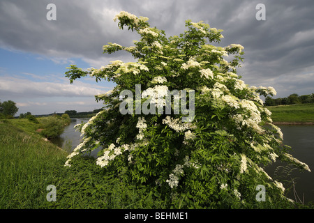 Europäischen schwarzen Holunderbeere / gemeinsame Holunder (Sambucus Nigra) Baum in Blüte im Frühjahr Stockfoto