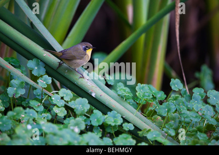 Gemeinsame Yellowthroat (Geothlypis Trichas), Abbotts Lagune, Point Reyes National Seashore, Kalifornien, USA Stockfoto