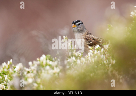 White-crowned Sparrow (Zonotrichia Leucophrys), Abbotts Lagune, Point Reyes National Seashore, Kalifornien, USA Stockfoto