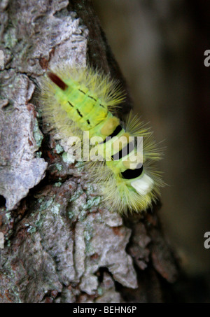 Raupe des blassen Tussock Moth oder Red-Tail Motte, Calliteara Pudibunda (Dasychira Pudibunda), Lymantriidae Stockfoto