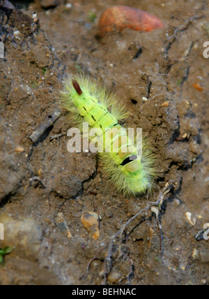 Raupe des blassen Tussock Moth oder Red-Tail Motte, Calliteara Pudibunda (Dasychira Pudibunda), Lymantriidae Stockfoto