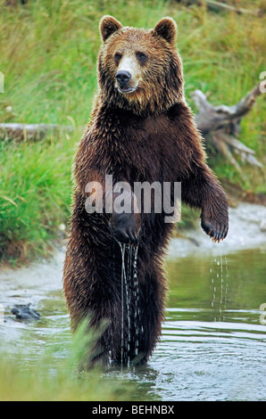 Europäischer Braunbär (Ursus Arctos) im Fluss, Skandinavien, Schweden Stockfoto