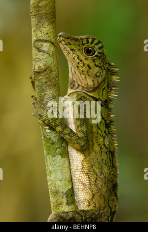 Kurze crested Eidechse, Danum Valley, Borneo Stockfoto