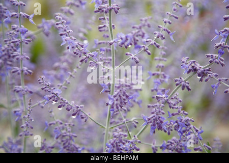 Purple Spire Perowskia Pflanze Russische Salbei Wildblumen niemand von oben oben Nahaufnahme künstlerische Blumentapete horizontale Hi-res Stockfoto