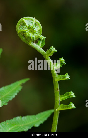 Farn Wedel, Borneo Stockfoto