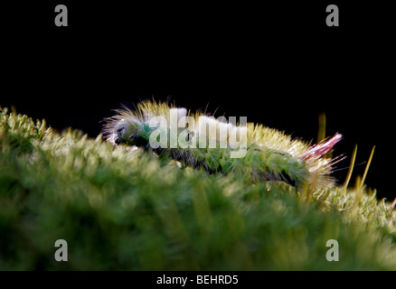 Raupe des blassen Tussock Moth oder Red-Tail Motte, Calliteara Pudibunda (Dasychira Pudibunda), Lymantriidae Stockfoto