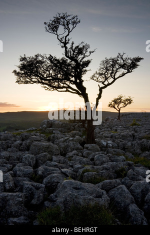 Kalkstein Pflaster in der Nähe von Conistone, Upper Wharfedale in den Yorkshire Dales National Park, England Stockfoto