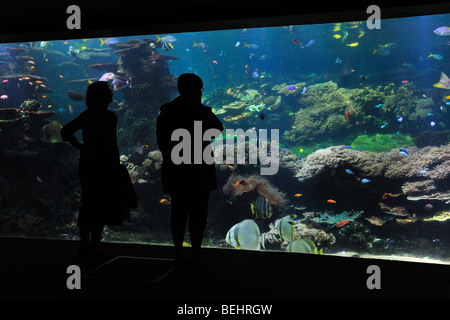 Touristen auf der Suche auf das Nausicaä Sea Aquarium mit tropischen Fischen, Boulogne-sur-Mer, Pas-de-Calais, Frankreich Stockfoto