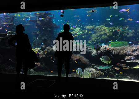 Touristen auf der Suche auf das Nausicaä Sea Aquarium mit tropischen Fischen, Boulogne-sur-Mer, Pas-de-Calais, Frankreich Stockfoto