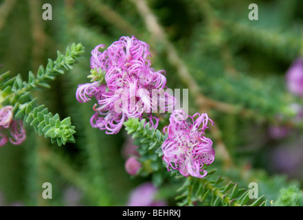 Klaue Honig Myrte, Melaleuca Pulchella, Myrtaceae, Süd-West Australien Stockfoto