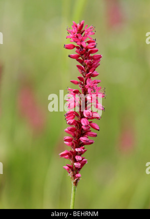 Berg-Fleece, Persicaria Amplexicaulis, (Polygonum Amplexicaule, Bistorta Amplexicaulis), Knie. Stockfoto