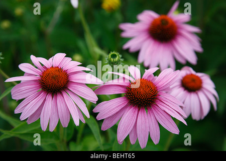 Purple Cone Flowers Echinacea purpurea Coneflower Echinacea purpurea Overhead Nahaufnahme Bilder großes Hochauflösungsformat in den USA Hi-res Stockfoto