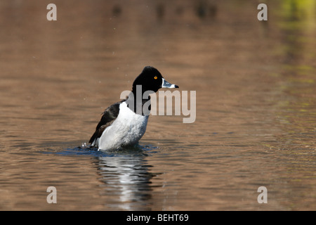 Ring – Necked Duck (Aythya Collaris), männliche in perfekten Gefieder Wasser abschütteln, nach einem Bad. Stockfoto