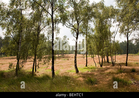 Heide und Bäume in der Kalmthoutse Heide Natur behalten Kalmthout Belgien Stockfoto