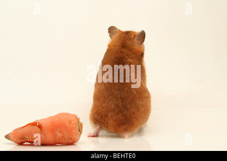 Ausschnitt aus einem neugierig Hamster mit Rücken zur Kamera und eine Karotte auf weißem Hintergrund Stockfoto