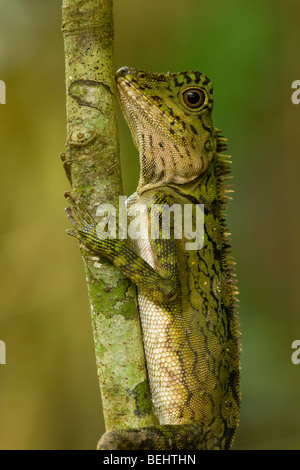 Kurze crested Eidechse, Danum Valley, Borneo Stockfoto