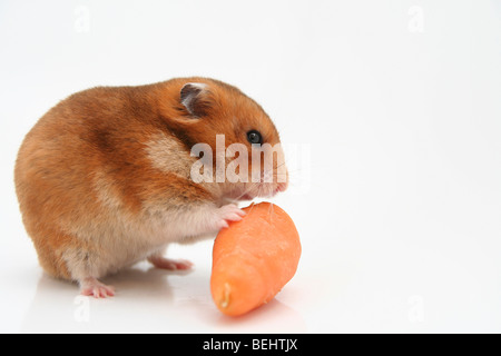 Ausschnitt aus einem neugierig Hamster und eine Karotte auf weißem Hintergrund Stockfoto