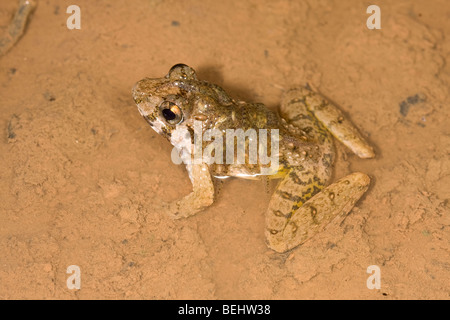 Grobe Guardian Frosch, männlich mit Kaulquappen, Danum Valley, Borneo Stockfoto