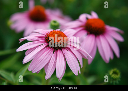 Lila Kegel Blumen Echinacea purpurea Wildblumen von oben künstlerische Blumen niemand keine Tapete Hintergrund horizontal Hi-res Stockfoto