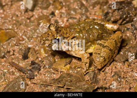 Grobe Guardian Frosch, männlich mit Kaulquappen, Danum Valley, Borneo Stockfoto