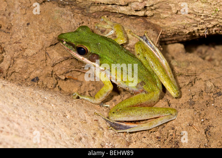 Giftige Rock Frog, Danum Valley, Borneo Stockfoto