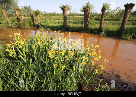 Blühende gelbe Iris / gelbe Flagge Iris (Iris Pseudacorus) mit Pollard Williow Bäume (Salix sp.) Stockfoto