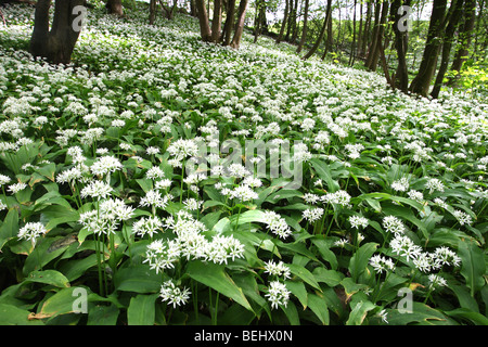 Wald mit Bärlauch / Lösegeld (Allium Ursinum), Belgien Stockfoto