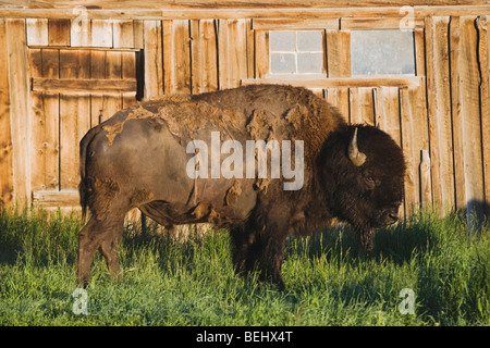 Amerikanischer Bison, Büffel (Bison Bison) Erwachsenen vor alte hölzerne Scheune, Antelope Flats, Grand Teton NP, Wyoming, USA Stockfoto