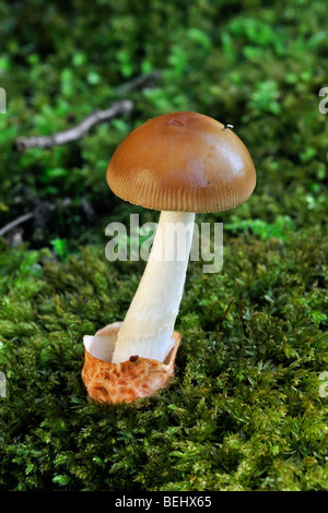 Tawny Grisette (Amanita Fulva / Agaricus Fulvus) unter Moos Stockfoto