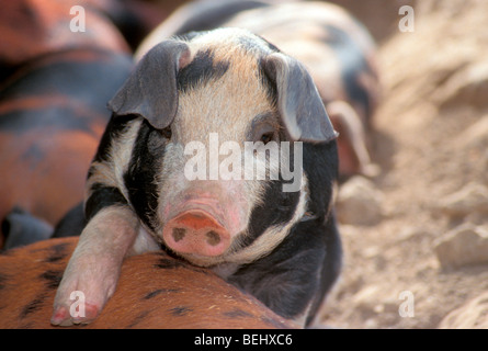 Nette 4-Wege Kreuz schwarz-weiß gefleckte Hybrid Ferkel Klettern und stehend, Midwest USA Stockfoto