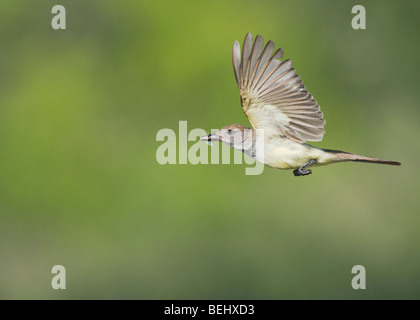 Brown-crested Flycatcher (Myiarchus Tyrannulus), Erwachsene im Flug mit Beute, Sinton, Fronleichnam, Coastal Bend, Texas, USA Stockfoto