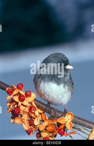 Dunkel-gemustertes Junco auf amerikanischen Bittersweet Zweig mit Beeren, Celastrus Scandens, im Winter, Midwest USA Stockfoto